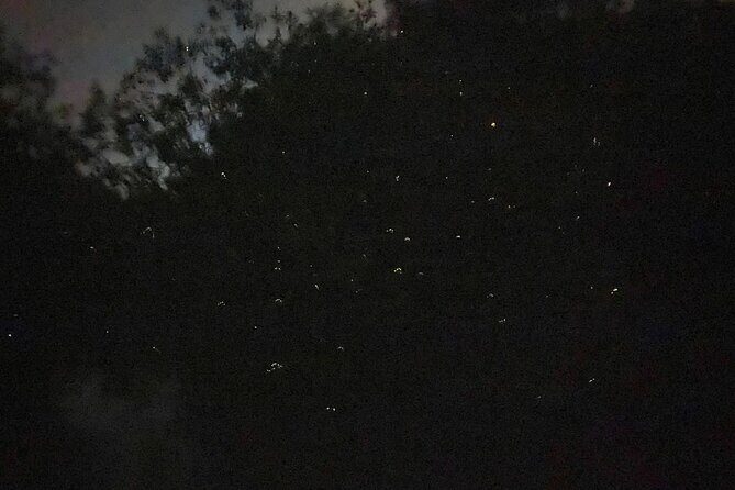 Fireflies & Silver leaf monkey Gazing tour - Kampung Kuantan / Kampung Belimbing Fireflies Park: the main event