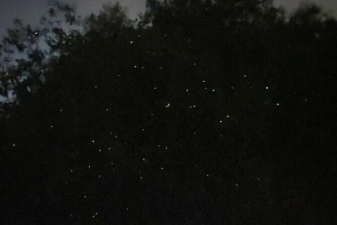 Fireflies & Silver leaf monkey Gazing tour - Optional eagle-feeding and Blue Tears: pay attention to what you’re buying