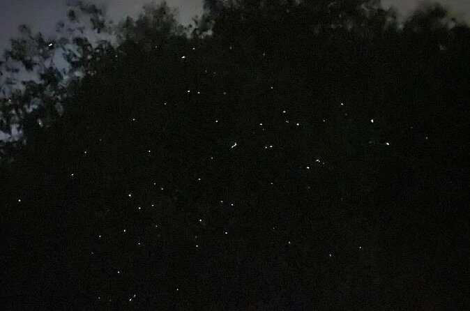 Fireflies & Silver leaf monkey Gazing tour - Dinner at a fishing village: nice option, not part of the core value