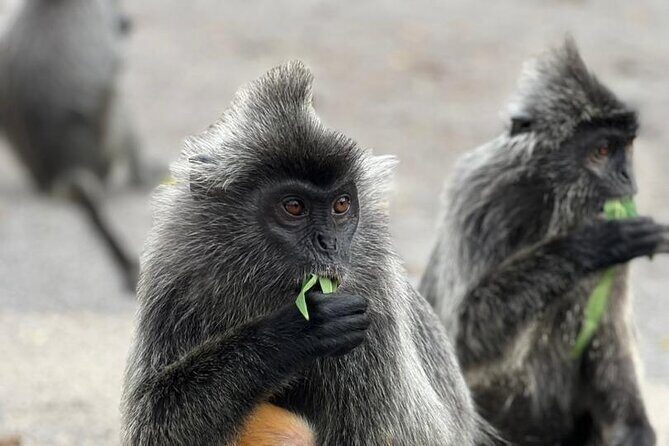 Fireflies & Silver leaf monkey Gazing tour - Sri Shakti Temple: quick stop, strong spiritual design cues