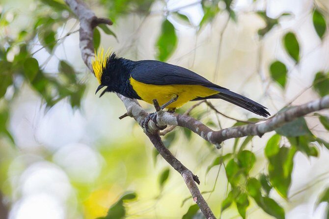 Fraser's Hill Bird-Watching & Nature Sightseeing Tour from Kuala Lumpur - Key highlights at a glance