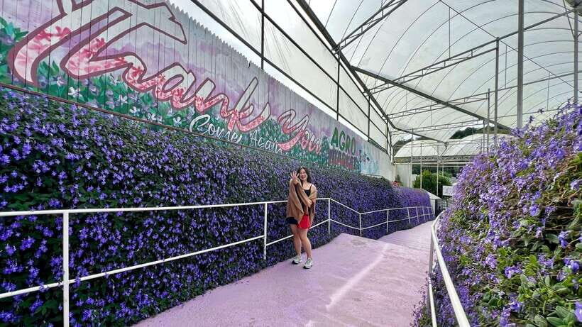 From Kuala Lumpur: Cameron Highlands Day Tour with Lunch - Key highlights worth your attention