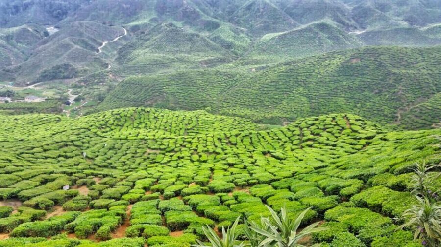 From Kuala Lumpur: Cameron Highlands Day Tour with Lunch - Price and value: is $95 worth it for one day?