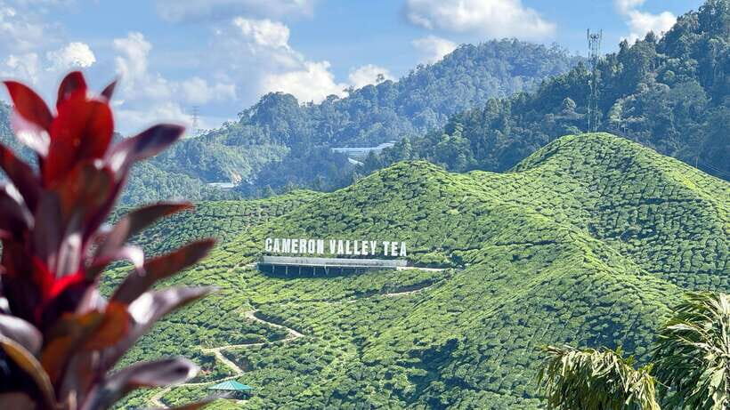 From Kuala Lumpur: Cameron Highlands Day Tour with Lunch - Cameron Highlands feels cooler the second you leave KL