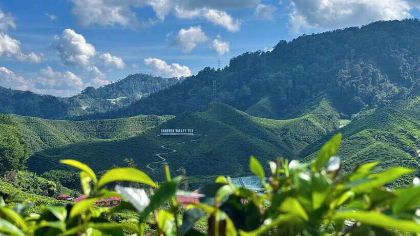 From Kuala Lumpur: Cameron Highlands Day Tour with Lunch - Ladang Soon Cheong: a farm stop that sets the tone