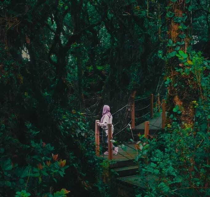 From Kuala Lumpur: Cameron Highlands Day Trip with Transfers - Price and value: what $118 really buys you