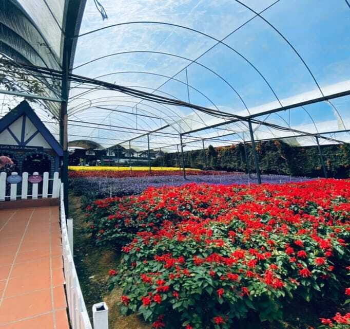 From Kuala Lumpur: Cameron Highlands Day Trip with Transfers - Bharat Tea Farm: the stop that makes the whole trip worth it