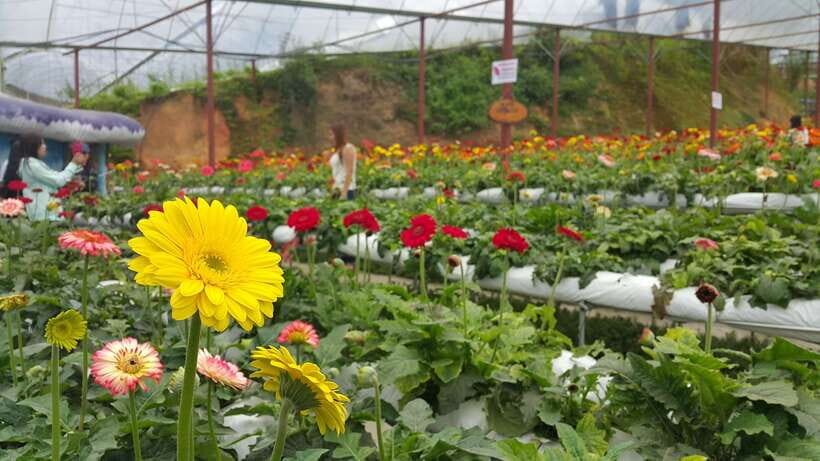 From Kuala Lumpur: Cameron Highlands Full-Day Tour - Bharat Tea Farm and Tea Processing: The Best-Designed Learning Stop