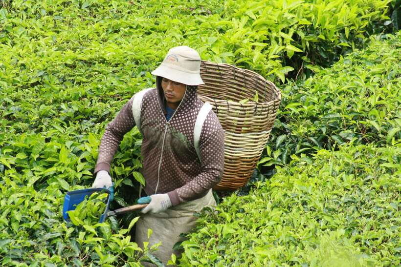 From Kuala Lumpur: Cameron Highlands Full-Day Tour - Strawberry Farm: Sweet, Hands-On, and Often an Add-On