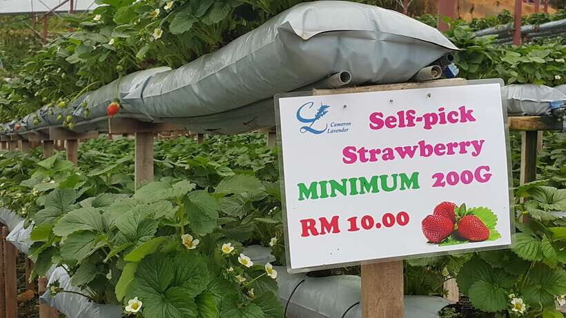 From Kuala Lumpur: Cameron Highlands Full-Day Tour - Kea Farm, Vegetable Market, and Honey Bee Farm: Real Highland Production