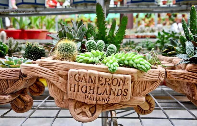 From Kuala Lumpur: Cameron Highlands Full-Day Tour - Cactus Garden Finale: A Different Texture Before the Long Ride Back