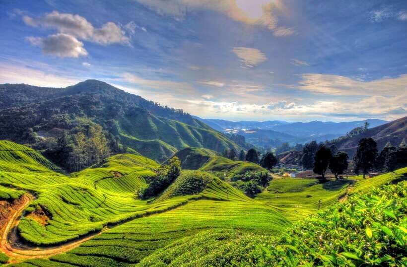 From Kuala Lumpur: Cameron Highlands Full-Day Tour - Orang Asli Village Visit: Cultural Learning, With One Big Condition