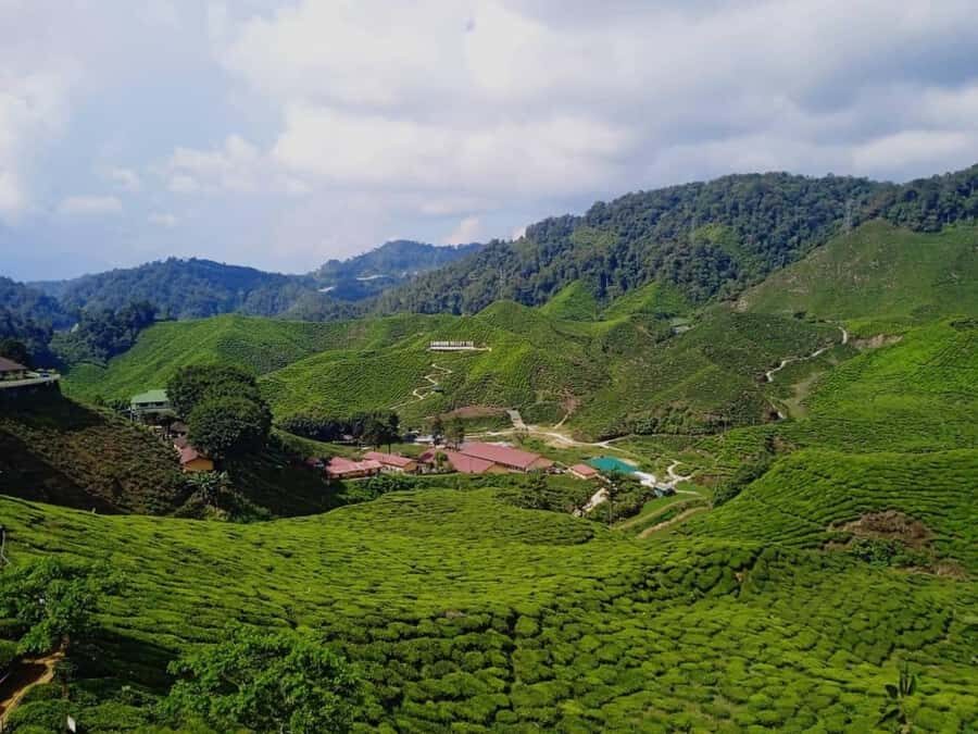 From Kuala Lumpur: Cameron Highlands Private or Join In Tour - Private or Join-In: How the Group Choice Changes Your Day