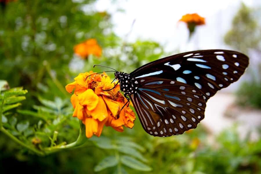 From Kuala Lumpur: Cameron Highlands Private or Join In Tour - Ee Feng Gu Bee Farm: A Fun Break in the Middle of the Farm Circuit