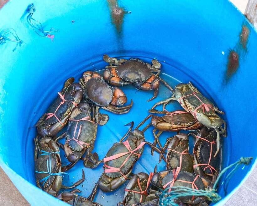 From Kuala Lumpur: Crab Island Tour with Seafood Lunch - Who should book this Crab Island tour (and who should skip it)