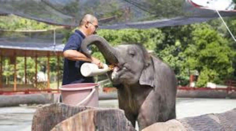 From Kuala Lumpur: Elephant Sanctuary Guided Tour - Kuala Gandah Elephant Sanctuary: a conservation stop, not a circus