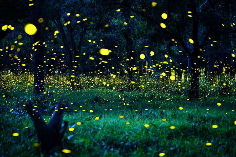 From Kuala Lumpur: Fireflies Tour and Seafood Dinner - Heading out of Kuala Lumpur: a 1.5-hour run that sets the mood