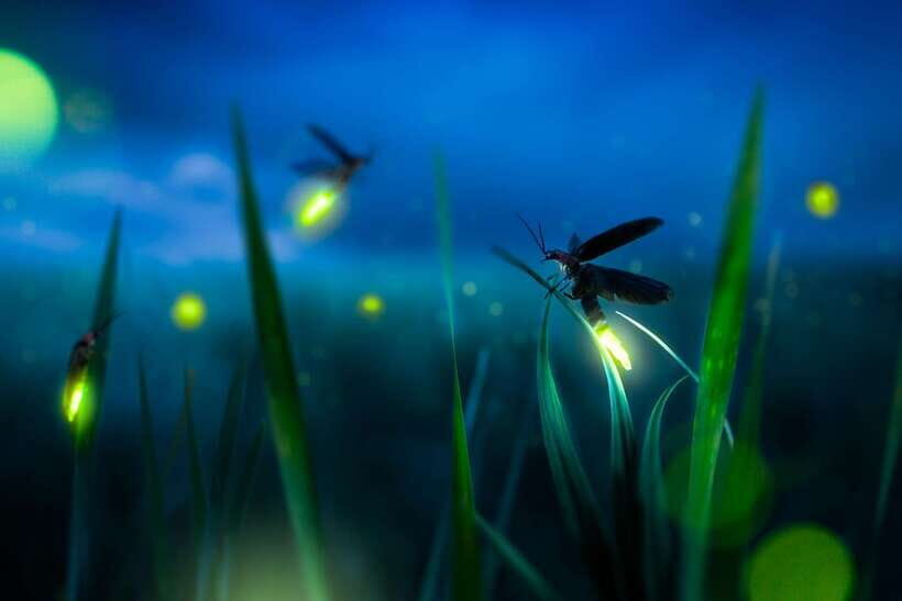 From Kuala Lumpur: Fireflies Tour and Seafood Dinner - Kallion kirkko: a long sightseeing pause in the middle of the plan