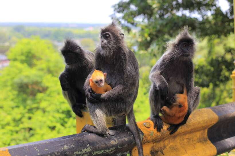 From Kuala Lumpur: Fireflies Tour and Seafood Dinner - Bukit Melawati and Fort Altingsburg: monkeys, birds, and hilltop photos