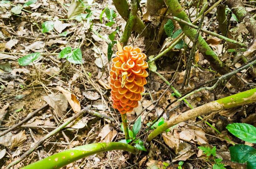 From Kuala Lumpur: Full-Day Taman Negara National Park - Key points to know before you go
