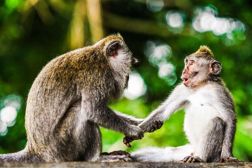 From Kuala Lumpur: Full-Day Taman Negara National Park - Leaving Kuala Lumpur at 6:00: the real reason this tour works