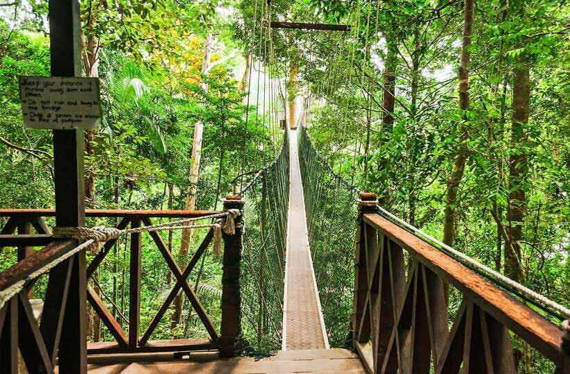 From Kuala Lumpur: Full-Day Taman Negara National Park - The canopy bridge question: what you do when it’s closed
