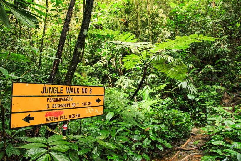 From Kuala Lumpur: Full-Day Taman Negara National Park - Rapid shooting and blowpipe practice: fun, wet, and hands-on