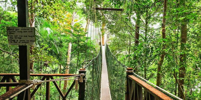 From Kuala Lumpur: Full-Day Taman Negara National Park - Trekking in the rainforest: where the guide turns plants into stories