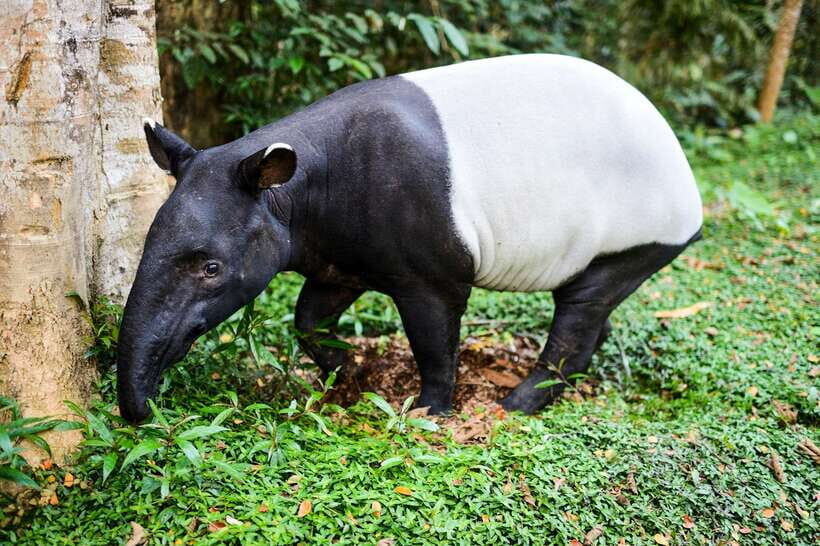 From Kuala Lumpur: Full-Day Taman Negara National Park - Price and logistics: is $173 good value from Kuala Lumpur?