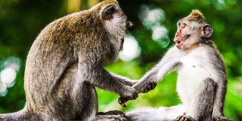 From Kuala Lumpur: Full-Day Taman Negara National Park - What to bring: your wet-day checklist for Taman Negara