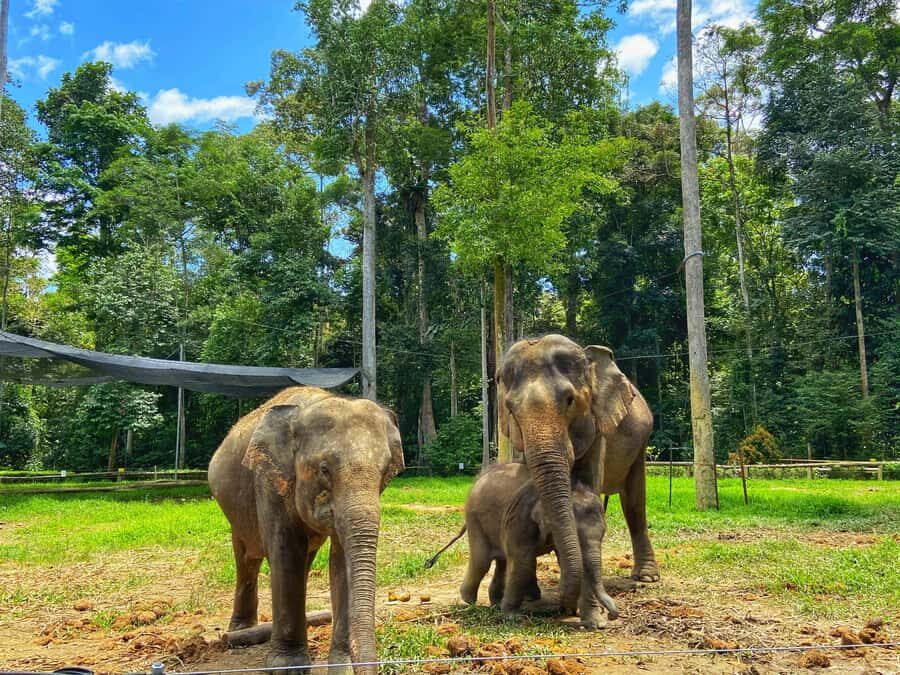 From Kuala Lumpur: Kuala Gandah Elephant Sanctuary Day Trip - Getting Picked Up in Kuala Lumpur: Meeting Point and Ride Reality