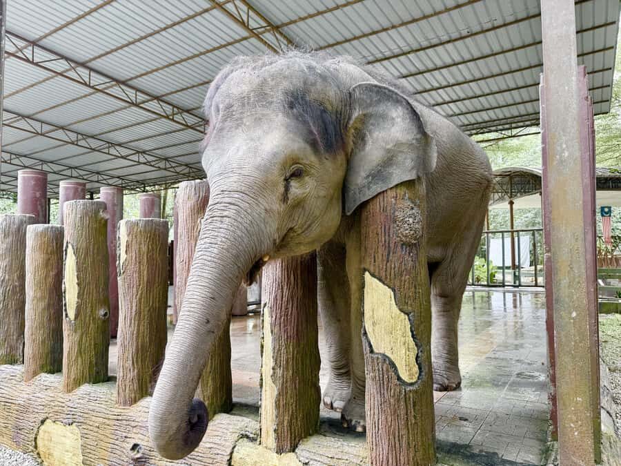 From Kuala Lumpur: Kuala Gandah Elephant Sanctuary Day Trip - Lunch and Timing: Why the 8 Hours Can Feel Tight