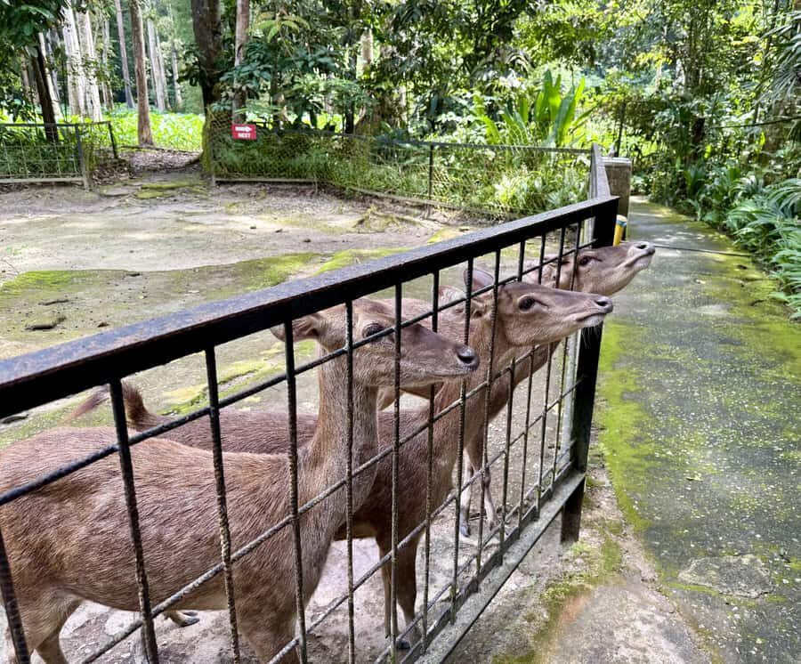 From Kuala Lumpur: Kuala Gandah Elephant Sanctuary Day Trip - Batu Caves: 30 Minutes for Photos and the Lord Murugan Statue