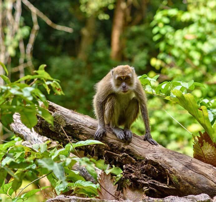 From Kuala Lumpur: Taman Negara National Park Private Tour - The long road from Kuala Lumpur (and why it can still be worth it)