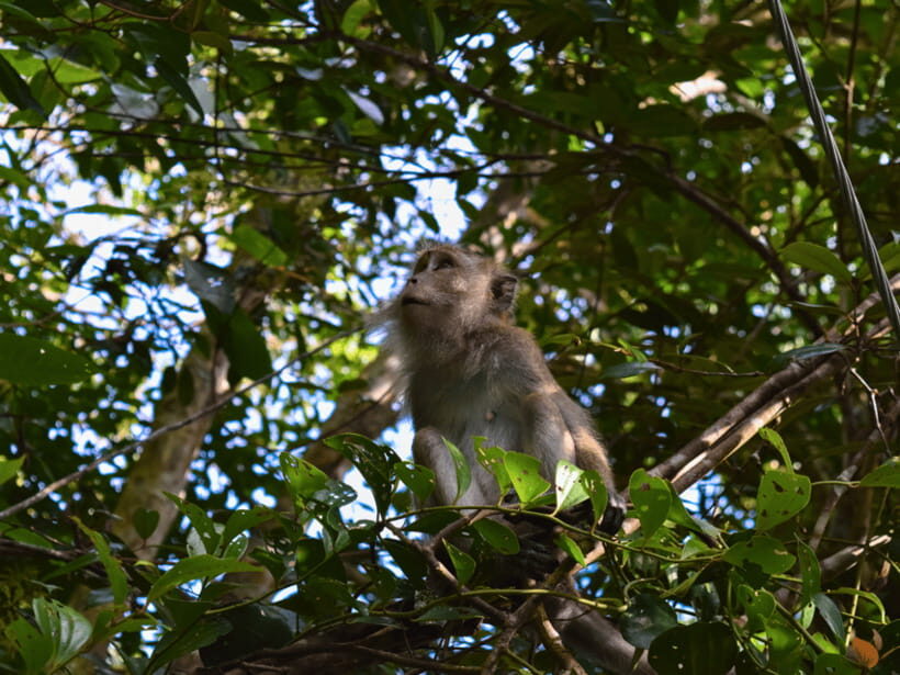 From Kuala Lumpur: Taman Negara National Park Private Tour - Jungle hikes under tall trees: what to watch for on the trail