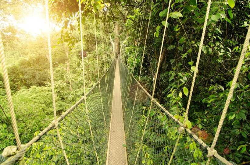 From Kuala Lumpur: Taman Negara Private Tour - Trekking in the Jungle: Comfortable Pace, Real Heat