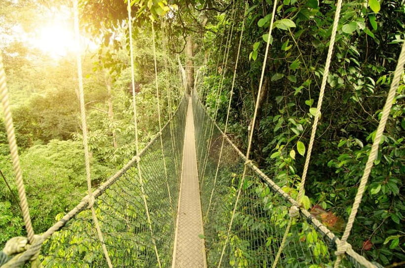 From Kuala Lumpur: Taman Negara Private Tour - The Canopy Walkway: Big Views, Steep Feelings