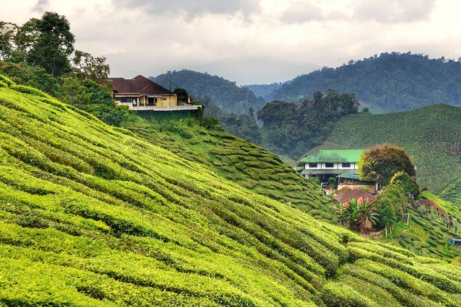 Full-day Cameron Highlands Day Trip from Kuala Lumpur - Cameron Highlands in One Long Day: What You’re Really Buying