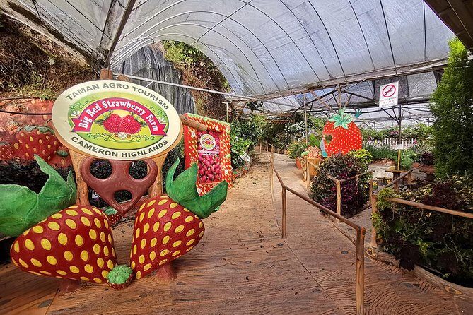 Full-day Cameron Highlands Day Trip from Kuala Lumpur - Stop 5: Butterfly Garden for a Short Nature Lesson
