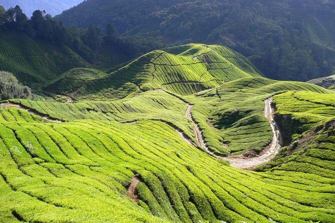 Full Day Cameron Highlands Nature Tour - Lata Iskandar waterfall: a quick nature reset