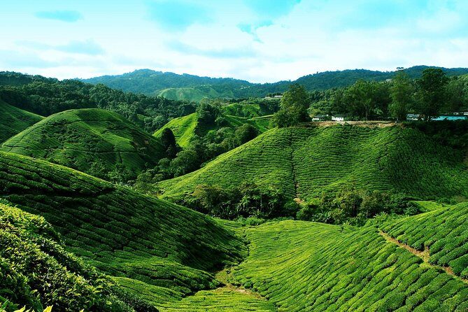 Full Day Cameron Highlands Nature Tour - Tringkap bee farm: education, plus honey product shopping