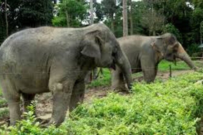 Full Day Elephant Sanctuary Tour with lunch Local food - Key things that make this tour worth your time