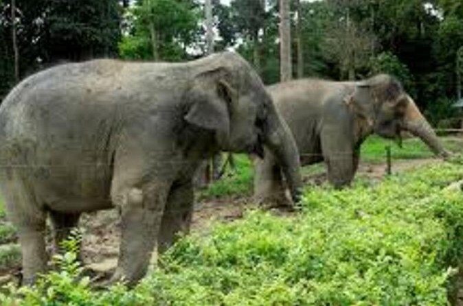 Full Day Elephant Sanctuary Tour with lunch Local food - A smart full day from Kuala Lumpur: elephants first, then Batu Caves