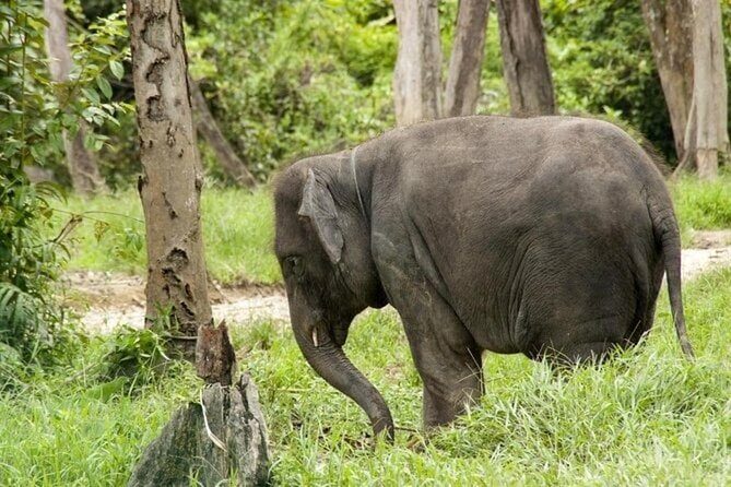 Full Day Elephant Sanctuary Tour with lunch Local food - Kuala Gandah Elephant Sanctuary: close viewing without touching