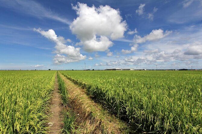 Instagrammable Kuala Selangor Sky Mirror Tour with Transfer - Sekinchan Paddy Fields and the Paddy Gallery: A Different Kind of Malaysia