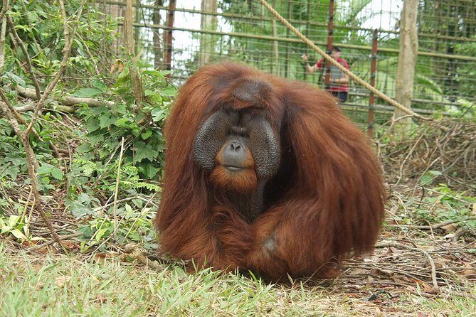 Ipoh Heritage & Orang Utan Island Day Tour from Kuala Lumpur - Ferry cruise + guide support: small details that change the whole day
