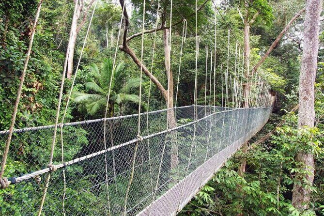 Jungle Odyssey: Unleash Your Adventure in Taman Negara! - Who Should Book This Taman Negara Jungle Odyssey?