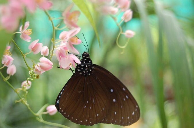 KL Butterfly Park Admission with Kuala Lumpur Famous Landmarks - The free cultural city tour: what you actually get at each stop