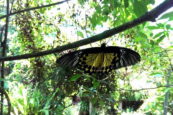 KL Butterfly Park Admission with Kuala Lumpur Famous Landmarks - KL Butterfly Park: rainforest-style paths, larvae viewing, and insect surprises