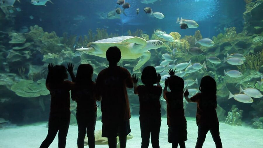 Kuala Lumpur: Aquaria KLCC Entry Ticket - Sharks, rays, jellyfish: what you’ll actually see (and why it works)